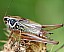 roeseliana_roeselii_male.jpg