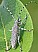 saperda_similis.jpg