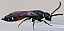 sapyga_quinquepunctata.jpg