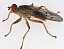 scathophaga_furcata.jpg