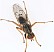 scathophaga_furcata_1.jpg