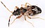 scolopostethus_affinis_brachyptere.jpg