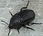 silpha_tyrolensis.jpg