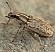sitona_humeralis.jpg