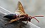 sphecius_grandiideri.jpg