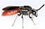 sphecodes_albilabris_male.jpg
