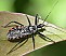 sphedanolestes_sanguineus.jpg