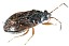 stygnocoris_sabulosus.jpg
