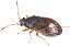 stygnocoris_sabulosus_1.jpg