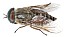 tabanus_tergestinus_male.jpg