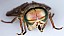 tabanus_tergestinus_male_1.jpg