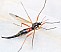 tanyptera_atrata_femelle.jpg