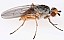 tephrochlamys_rufiventris.jpg