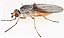 tephrochlamys_rufiventris_1.jpg