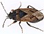 trapezonotus_arenarius.jpg