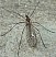 trichocera_hyemalis_1.jpg