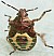 troilus_luridus_juvenile.jpg