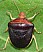 ventocoris_rustica_1.jpg
