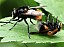 volucella_bombylans_plumata_copula.jpg