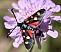 zygaena_ephialtes_peucedanoides.jpg