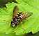 chrysotoxum_cautum_male.jpg