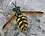 chrysotoxum_intermedium_femelle.jpg