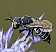 coelioxys_sp_femelle.jpg