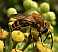 colletes_hederae.jpg
