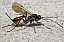 cryptine_agrothereutes_sp_f.jpg