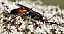 ctenichneumon_panzeri_f.jpg