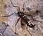 ctenophora_magnifica_femelle.jpg