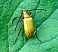ctenopius_sulphuripes.jpg