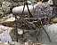 decticus_albifrons_f_spermatophore.jpg