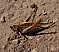decticus_albifrons_femelle.jpg