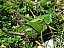 decticus_verrucivorus_femelle.jpg