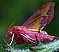 deilephila_porcellus.jpg