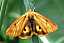 diacrisia_sannio_f.jpg