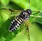 abia_sericea_male