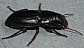 acinotus_picipes