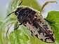 acmaeodera_pilosellae