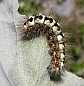acronicta_euphorbiae_chenille
