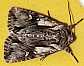 actinotia_hypericii