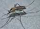aedes_geniculatus_femelle