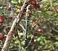 aeshna_mixta_male_mature