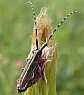 agapanthie_cardui