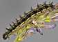 aglais_urticae_chenille