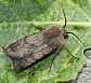 agrotis_cinerea_