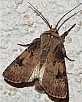 agrotis_puta_male
