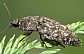 agrypnus_murinus