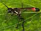 ammophila_sabulosa